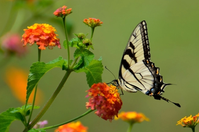 Citizen Science Kit Observing Pollinators Scistarter