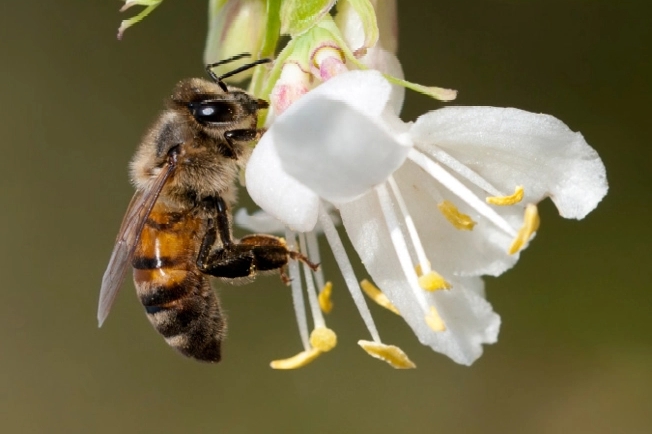 Zummeng Insect Bee Citizen Science Kit - Zombee Hunting - SciStarter